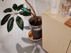-素咫咖啡CLIFEROSE