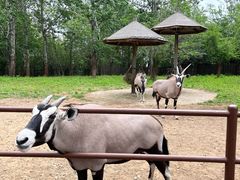 -大连森林动物园