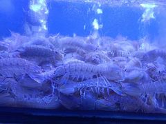 -阿弟特色海鲜餐厅·大排档(平潭店)