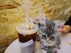 -叁秋咖啡 SANQIU COFFEE(天津河北路店)