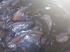 -泰顺江南春面馆