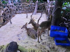 -正佳雨林生态植物园
