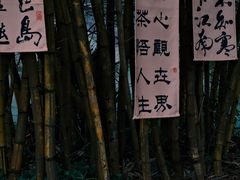 -靖西鹅泉风景区