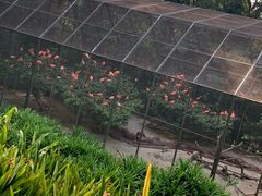 -新加坡飞禽公园