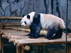 -深圳野生动物园