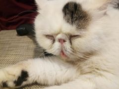 -平行世界·猫咖(首经贸店)