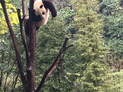 -都江堰中华大熊猫苑