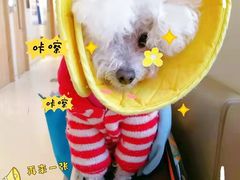 -美联众合动物医院·24h转诊中心