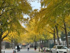 -三里屯东五街银杏大道