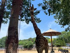 -大连森林动物园