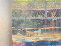 -清迈夜间动物园