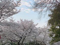 -武汉大学-樱园