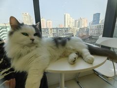 -怪兽屋·羊驼·猫咖·狗咖(俊华广场店)