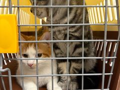 -芭比堂动物医院·CT·微创中心(新顺分院)