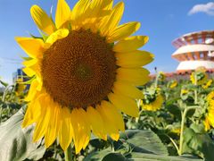 -光明小镇欢乐田园