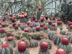 -深圳仙湖植物园