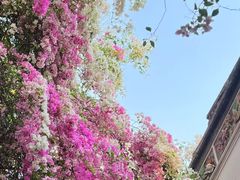 -深圳国际园林花卉博览园