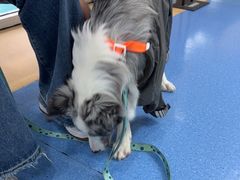 -天使宠物医院·犬猫分诊(彩虹店)