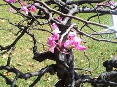 android_upload_pic-申粤轩酒楼·三十年粤菜经典(丁香花园店)