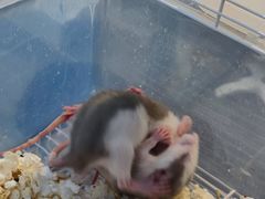 -萌兽医馆·眼科·异宠专科(三里屯店)