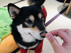 -逗柴咖啡屋·狗咖猫咖宠物桌游