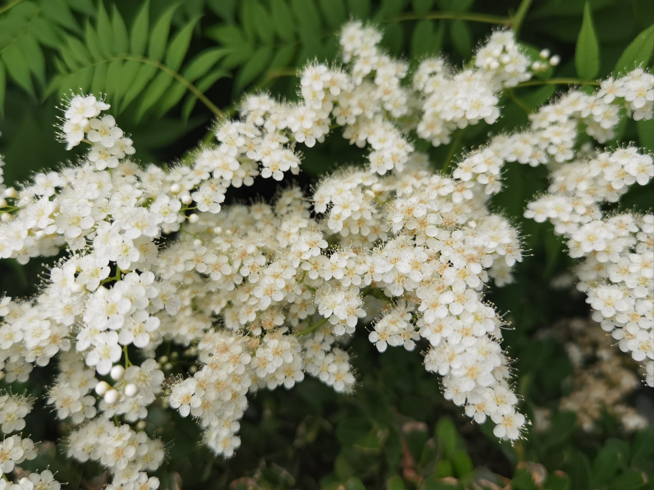 国贸露台珍珠梅