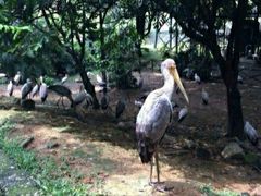 -吉隆坡雀鸟公园