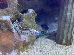 -芜湖新华联大白鲸海洋公园