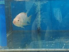 -龙湾海鲜渔村餐厅(亚龙湾店)