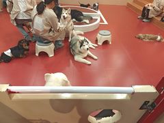 -和它·交个朋友·狗咖猫咖(爱琴海店)