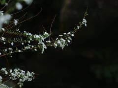-中国茶叶博物馆(双峰馆区)
