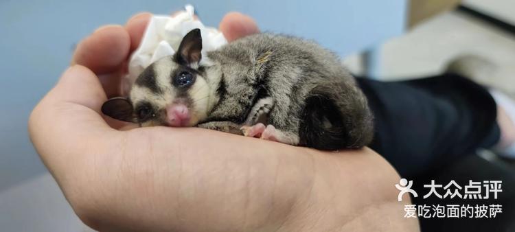 我的蜜袋鼯一开始拉稀以为喂点苹果水就好了-大众点评