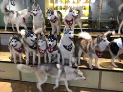 -Husky Go! 哈士奇体验馆·宠物咖啡厅狗咖