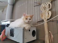 -平行世界·猫咖(首经贸店)