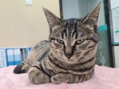 -安安宠物医院(情缘分院)