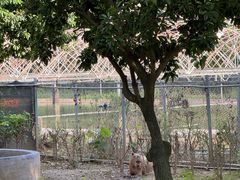 -广州长隆飞鸟乐园