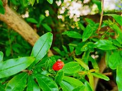 -东山风景区(洞庭东山)