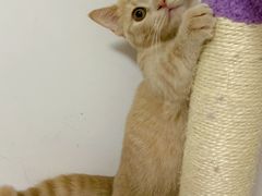 -Bastet sally猫舍购宠(静安店)