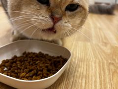 -有喵·猫咖·狗咖·30几只猫10只小狗(岗厦店)
