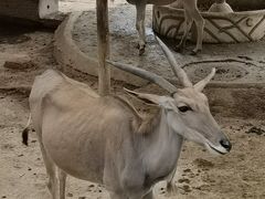-深圳野生动物园