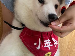 小苹果-Husky Go! 哈士奇体验馆·宠物咖啡厅狗咖