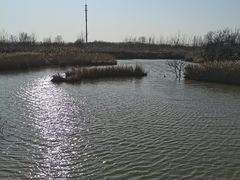 -盐城丹顶鹤湿地生态旅游区