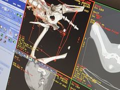 -北京派仕佳德动物医院·超导核磁·CT·神经科·骨科·内外科·急重症管理中心