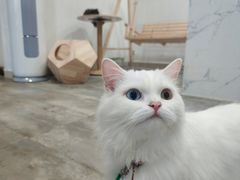 -楼上猫咖(罗湖店)