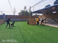 -北京京卫宠物寄养训练中心