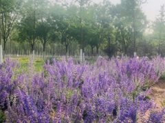 -永定河休闲森林公园