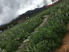 -天适樱花悠乐园