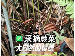 -火炉山森林公园