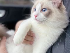 -翊宠yipet猫狗购宠庄园犬舍•猫舍