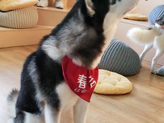 春杏-Husky Go! 哈士奇体验馆·宠物咖啡厅狗咖
